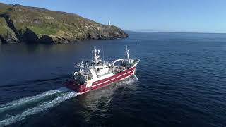 Menhaden heading out into Bantry Bay [upl. by Oterol936]