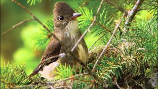 Olivesided Flycatcher Song [upl. by Vaios]