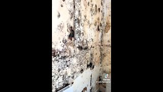 TikTok Landlords Rants About Tenants [upl. by Ainavi]