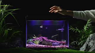 PONDON 5 Gallon Fish Tank New Arrival  pondonnet [upl. by Atsyrhc]