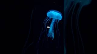 The Mariana Trench Secrets Revealed You Wont Believe What We FoundMarianaTrench SecretsRevealed [upl. by Reeba602]