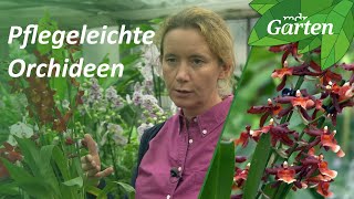 Diese Orchideen brauchen wenig Pflege  MDR Garten [upl. by Anh136]