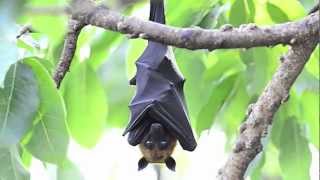 True Facts About The Fruit Bat [upl. by Nnazil]