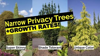 16 Narrow Evergreen Tree Suggestions For YearRound Privacy In Small Yards  Growth Rates [upl. by Talanta]