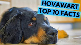 Hovawart  TOP 10 Interesting Facts [upl. by Eveline]