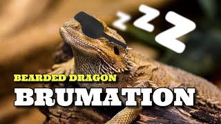 My Bearded Dragon Is Going Into Brumation Now What [upl. by Schlicher]