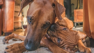 Rhodesian Ridgeback Puppy Meets His Crazy Big Sister [upl. by Bulley341]