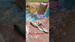 Large fish cutting viralshortvillagelifestyle fishfish cuttingtrendingshortsfoodchannel [upl. by Rochus138]