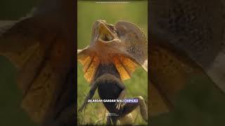 Frilled neck lizard science sciencefacts [upl. by Hibbs366]