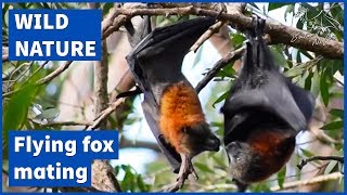 Flying foxes mating Greyheaded flying fox  Pteropus poliocephalus [upl. by Gingras]