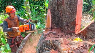 Cut down 2 Red Mahogany Trees at Once [upl. by Corotto]