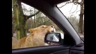 Lion attack at Knowsley Safari park [upl. by Teplitz972]