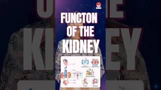 Mnemonics for functions of the kidney by Dr Apurva  NORCET 70 amp 80  NNL ONE  Nusing Next Live [upl. by Halbert377]