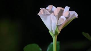 TimeLapse Flor de luna Ipomoea alba blooming [upl. by Filipe]