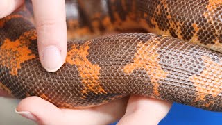 The Kenyan Sand Boa [upl. by Levesque]