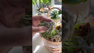 How to Tell if Your Air Plants Are Dying plants airplants houseplants [upl. by Dannie24]