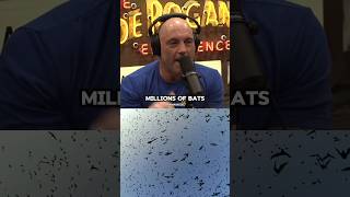 The craziest bats story you will ever hear🦇 jre joerogan podcast bats animal wildlife [upl. by Etnasa749]