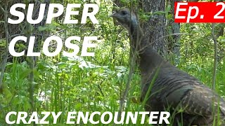 Crazy Close Encounter Live Hen Vocalizations [upl. by Hansel]