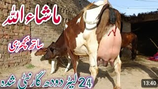 jarsi chulstani cross cow  friesian chulstani cross 03061061151cow for sale 24102024cowbreed [upl. by Harehs911]