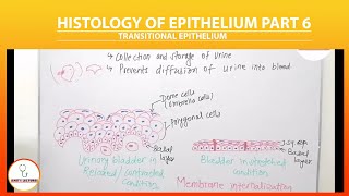 Transitional epithelium  Urothelium  Special Epithelium  UHS  Amits Lectures  Histology [upl. by Rosalinde]