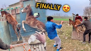 FINALLY Bahut Mushkil Se RAJHANSH Ka Beta Kennel Pr Le Aaye😍 [upl. by Enovad]