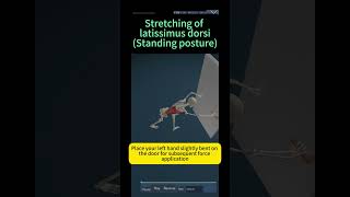 Stretching of latissimus dorsiStanding posture [upl. by Alleuol]