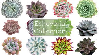 50 Echeveria Collection  Rare Echeveria Succulent Varieties with Names Echeveria Succulents Types [upl. by Priest122]