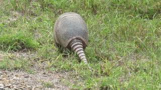 Armadillo at Laguna Atascosa NWR [upl. by Ellehcsar]