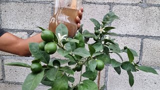 Limonero Explotara de Flores y Fruta 🌿  Abono Orgánico para Planta de Limón [upl. by Ahsatel649]