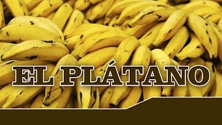 EL PLÁTANO y sus propiedades nutricionales [upl. by Eide]