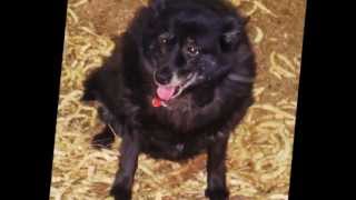 quotOne More Dayquot by Diamond Rio tribute to our dog quotRubyquot [upl. by Tnahs533]