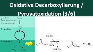 Oxidative Decarboxylierung  Pyruvatoxidation Zellatmung 36  Biologie Oberstufe [upl. by Coheman705]