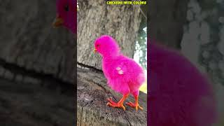 Cute Pink And yellow Baby Chicks asmr colorfulchick babyanimal colorfulchicks chickenanimals [upl. by Ailadgim]