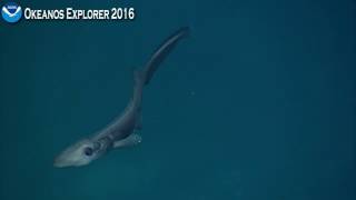 Okeanos Explorer Video Bite ROV Deep Discoverer finds ghost catshark near shipwreck [upl. by Ilrebmik282]