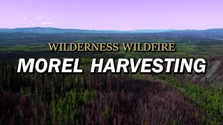 Day 19 Harvesting Morel Mushrooms in the Yukon Wilderness [upl. by Atinrev]