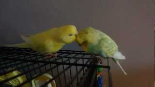 Parakeet Behavior  Budgies Grooming each other [upl. by Yrellam804]