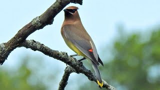 CEDAR WAXWING CALLING TO ANOTHER CEDAR WAXWING [upl. by Girard]