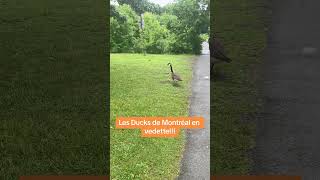 Les Ducks de Montréal en vedette duck mtl parcangrignon [upl. by Hairas762]