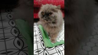 Massage mat for a cat funnycats cute cat [upl. by Akemhs]