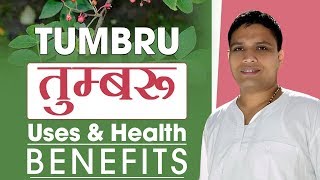 तुम्बरू Zanthoxylum armatum  Uses amp Health Benefits  Acharya Balkrishna [upl. by Anaujahs983]