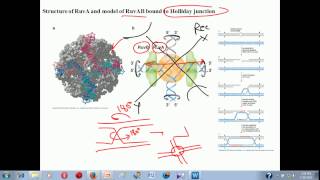 Genetic recombination lecture 1  homologous recombination [upl. by Kiki507]