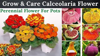 Grow amp Care Calceolaria In Pot  How To Transpalnt In Big Pot  Rare Garden  Urduहिंदी [upl. by Roux]