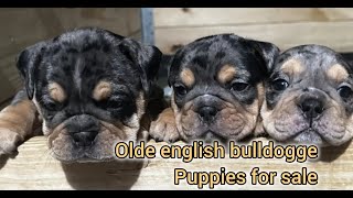 Olde English Bulldogge Puppies For Sale in Columbus [upl. by Erlond157]