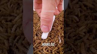 10 000 Mealworms vs Strawberry Lip Balm [upl. by Ralston]