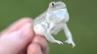 Plains Spadefoot Spea bombifrons Male DistressRelease Call [upl. by Tezile613]