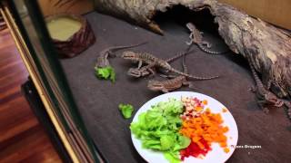 How To Get Baby Bearded Dragons To Eat Salad [upl. by Hasila]