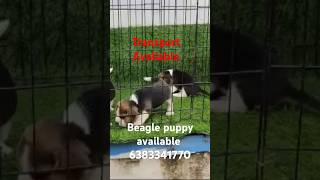 Beagle puppy sale in Trichycoimbatoremaduraiselamchennaierodethenibeaglepuppybeagle [upl. by Pubilis]