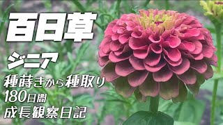 【春の種蒔き】百日草ジニア成長観察！種蒔き〜種取り180日！ガーデニング三段 庭づくり [upl. by Ayalat]