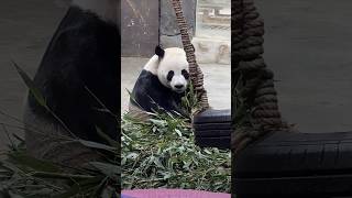 PANDA BREAKUP 💔 LOST HIS GIRLFRIEND SAD MOMENT 😭pandalover animals viralshorts shortsfeed [upl. by Krista498]