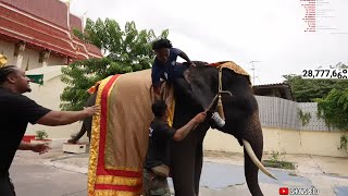 iShowSpeed Falls Off Elephant amp Almost Gets Injured💀 [upl. by Soraya]